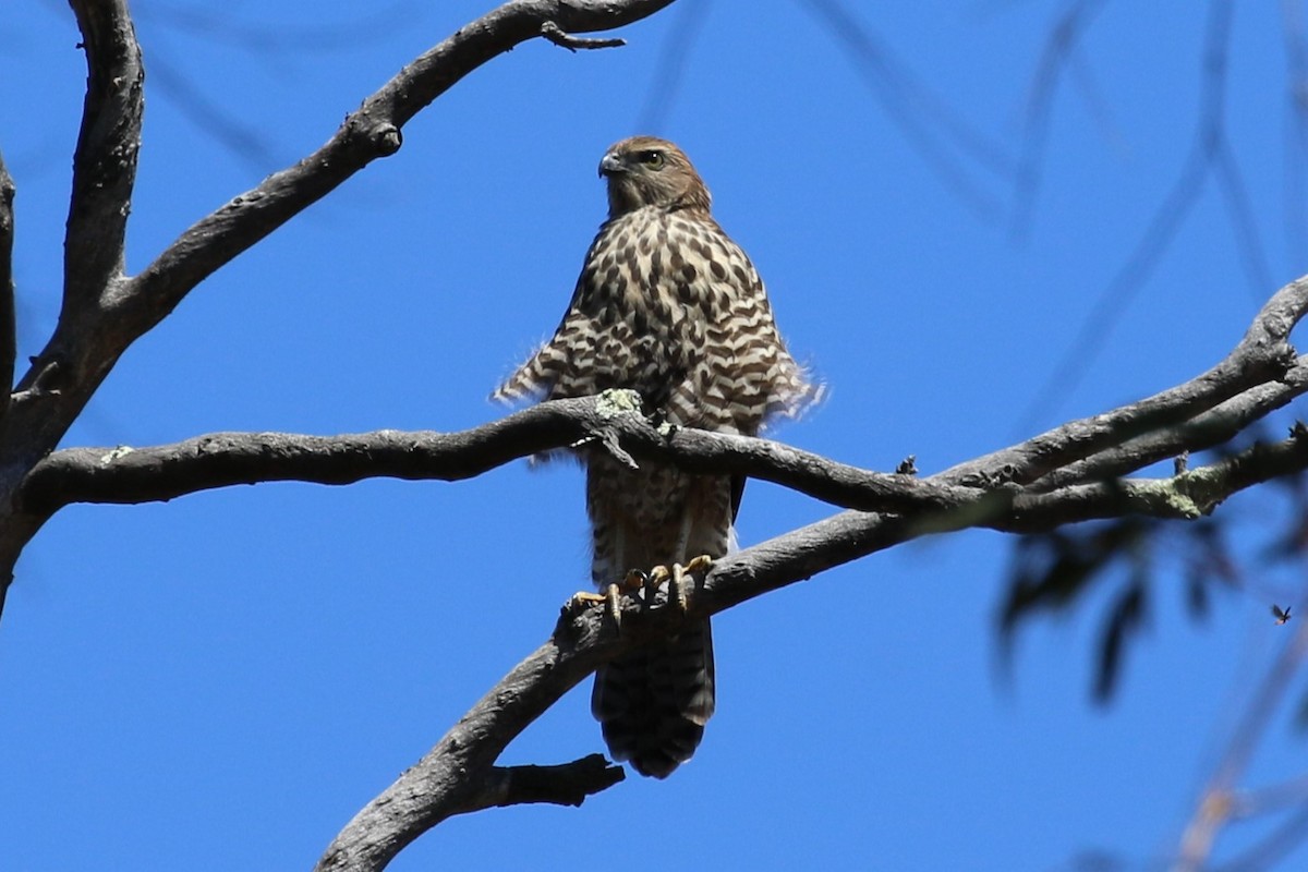 Brown Goshawk - ML611866076