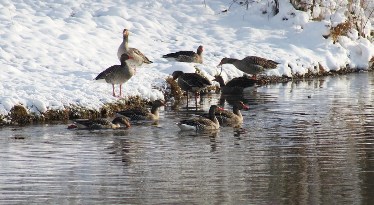 Graylag Goose - ML611866078