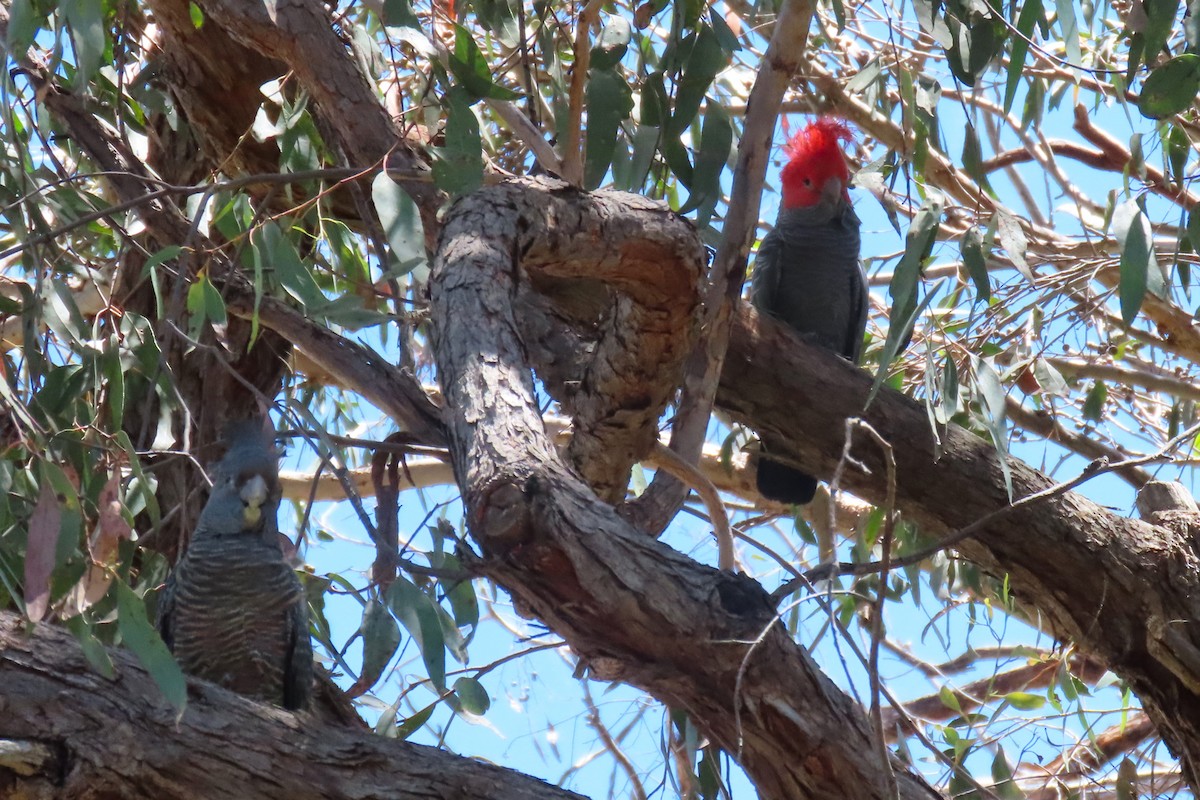 Gang-gang Cockatoo - ML611866086