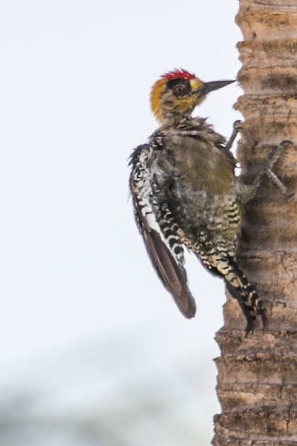 Golden-cheeked Woodpecker - Aldo Carmona