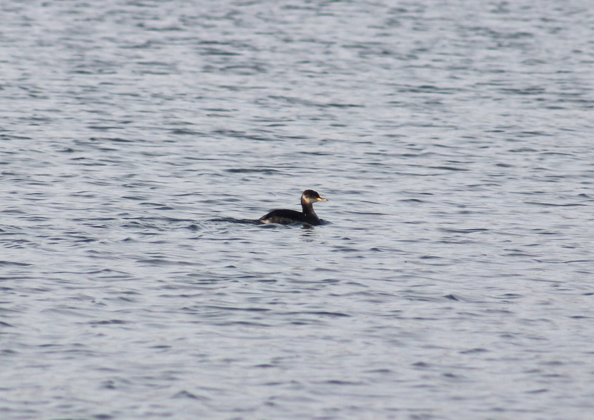 Red-necked Grebe - ML611866117