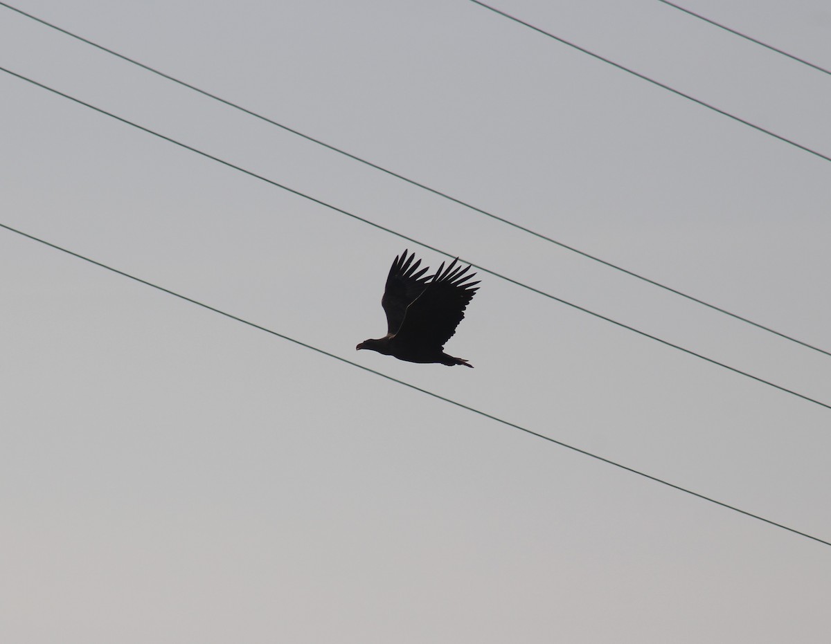 White-tailed Eagle - ML611866125