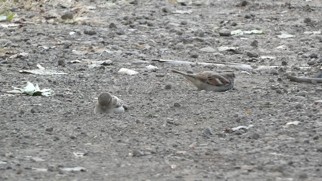 House Sparrow - ML611866142