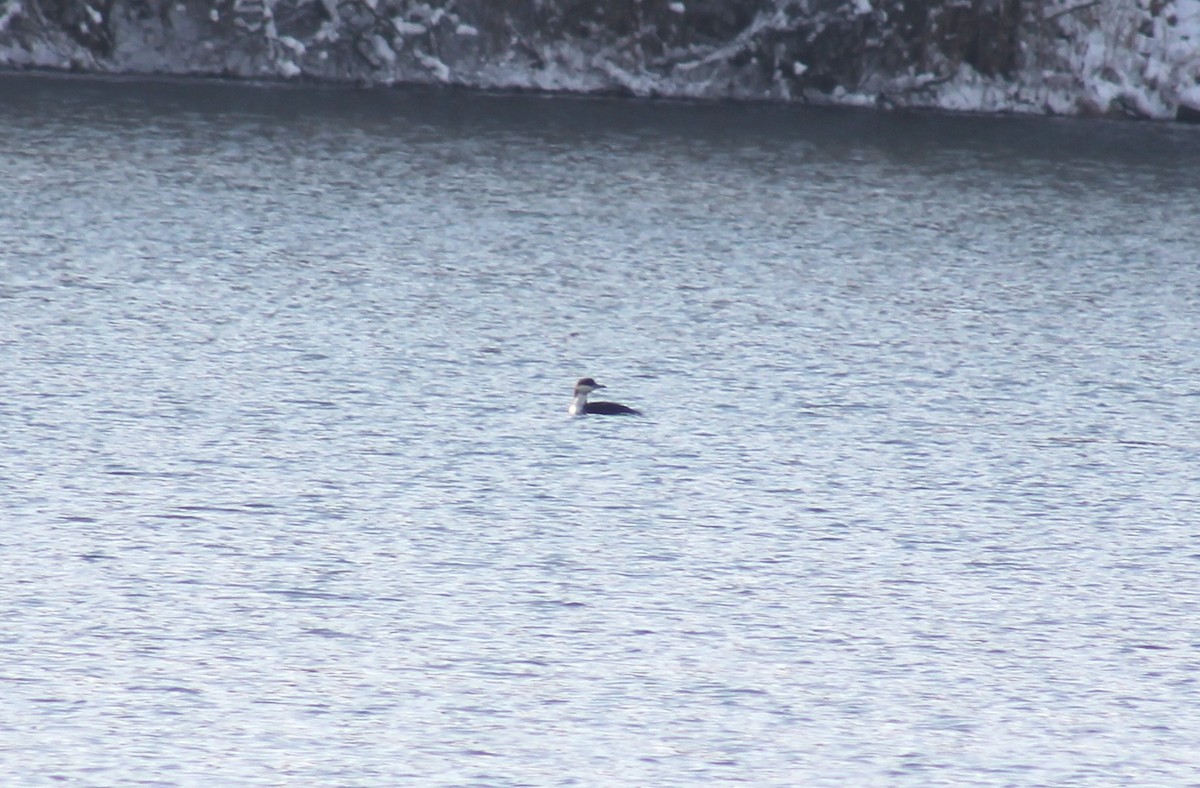 Arctic Loon - ML611866143