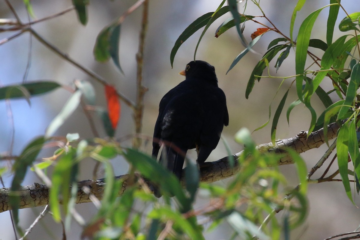 Eurasian Blackbird - Deb & Rod R