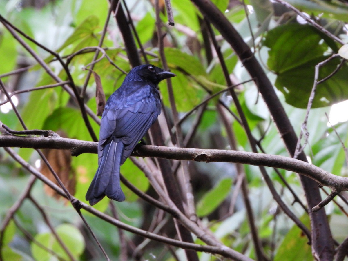 drongo sp. - ML611866173