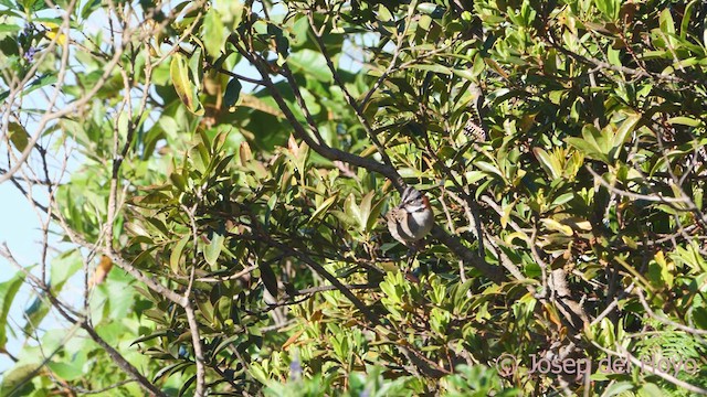 Rufous-collared Sparrow (Rufous-collared) - ML611866192