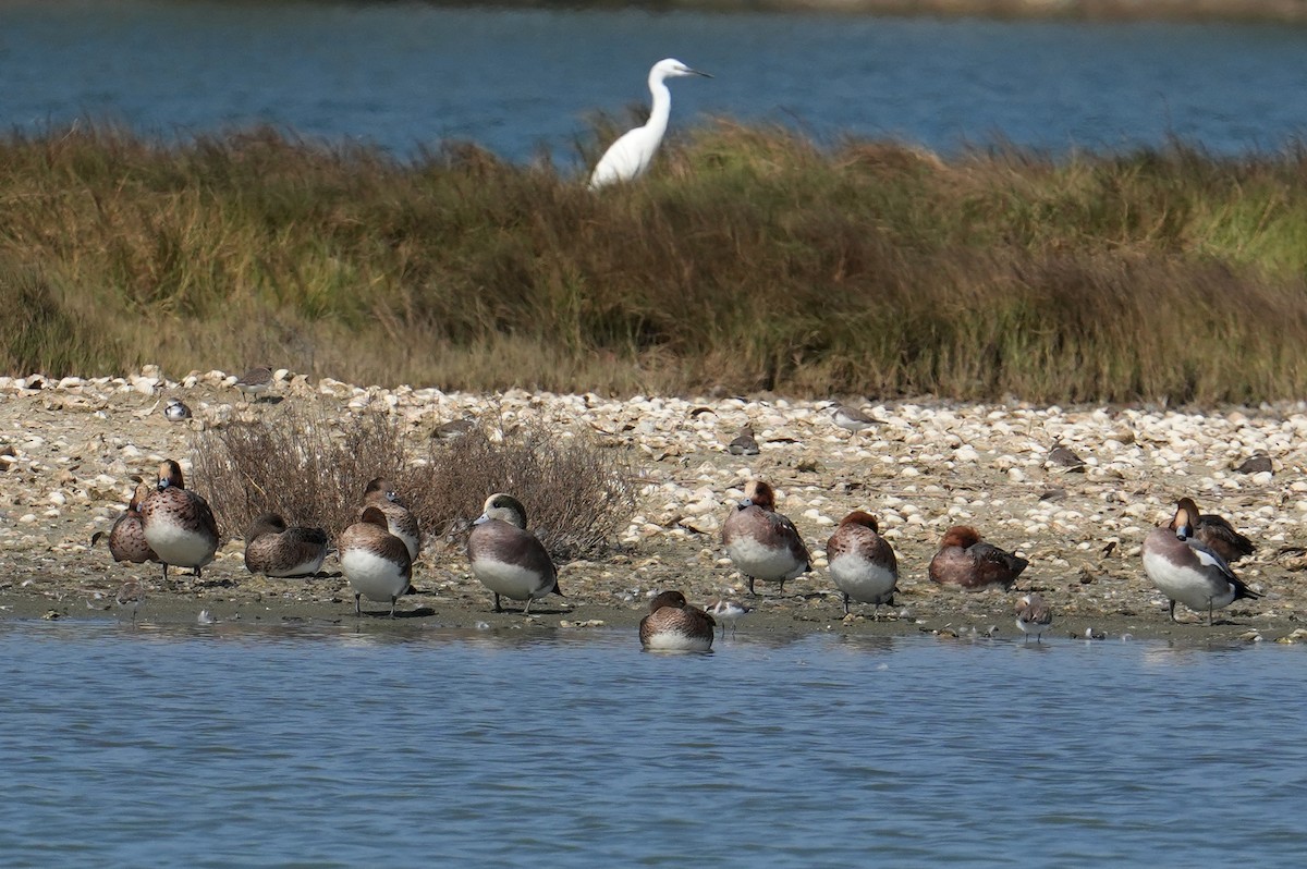 American Wigeon - ML611866262