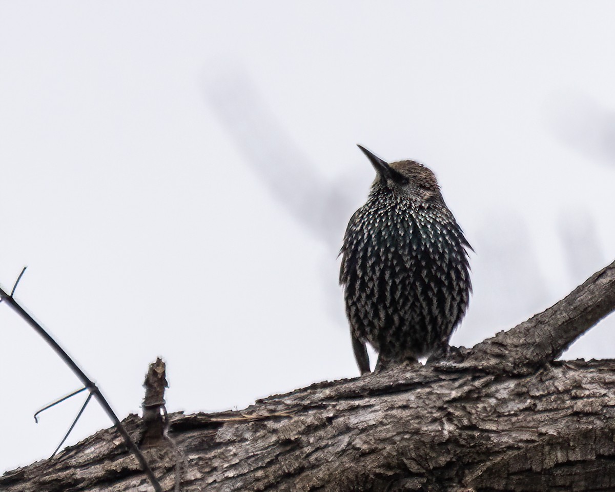 European Starling - ML611866312