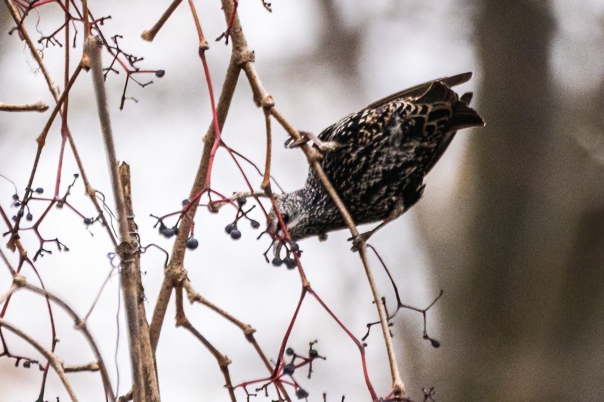 European Starling - ML611866313