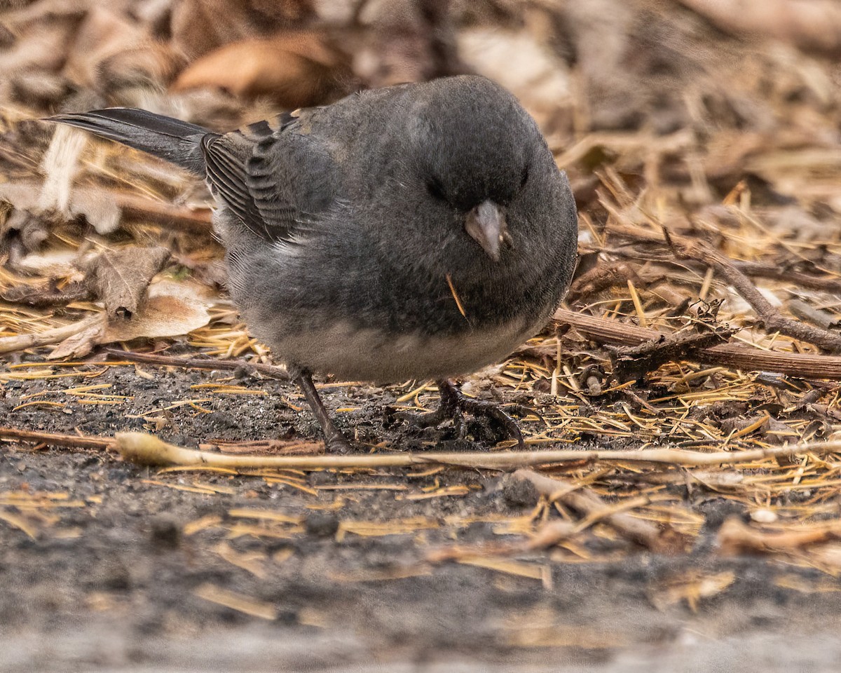 Dark-eyed Junco - ML611866323