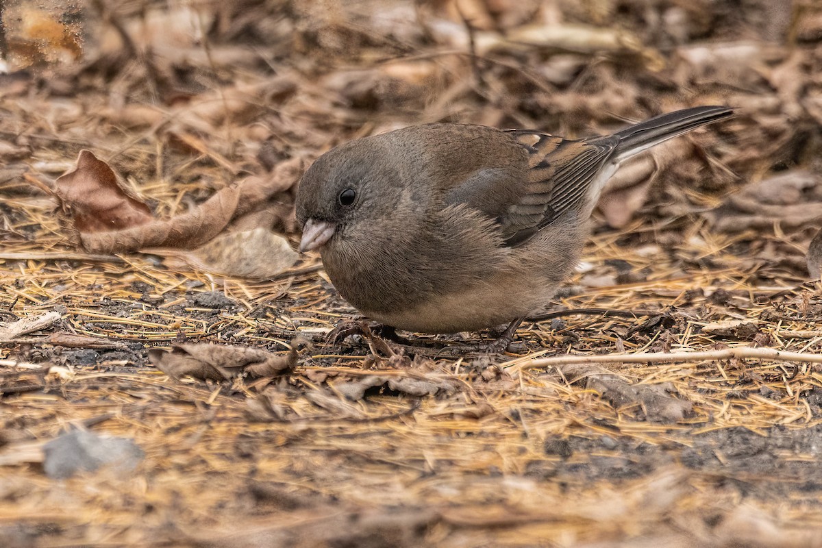 Dark-eyed Junco - ML611866324