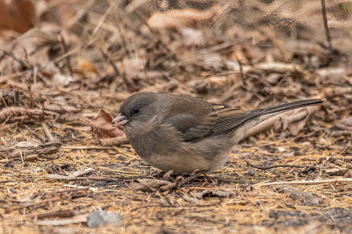 Dark-eyed Junco - ML611866326