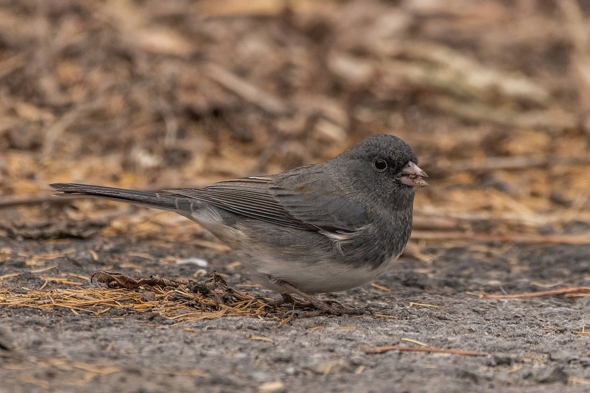 Dark-eyed Junco - ML611866327