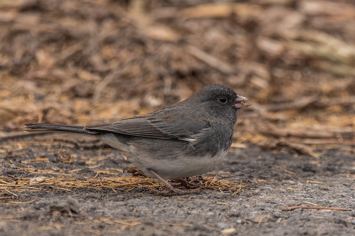 Dark-eyed Junco - ML611866328