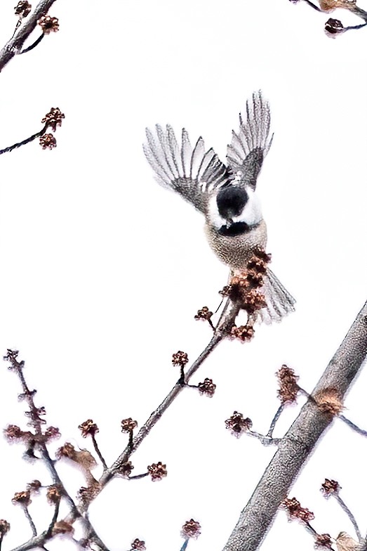 Black-capped Chickadee - ML611866339