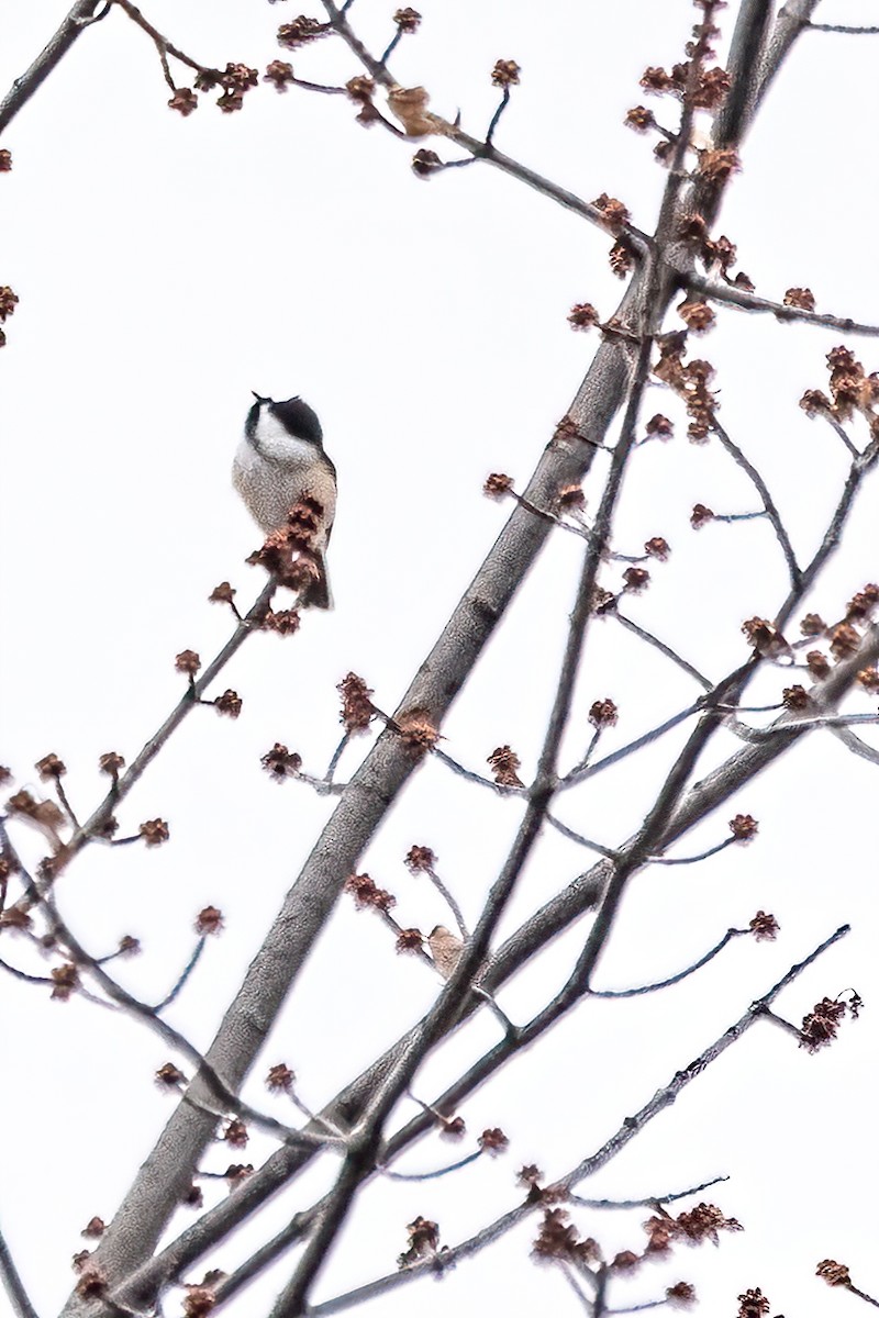 Black-capped Chickadee - ML611866340