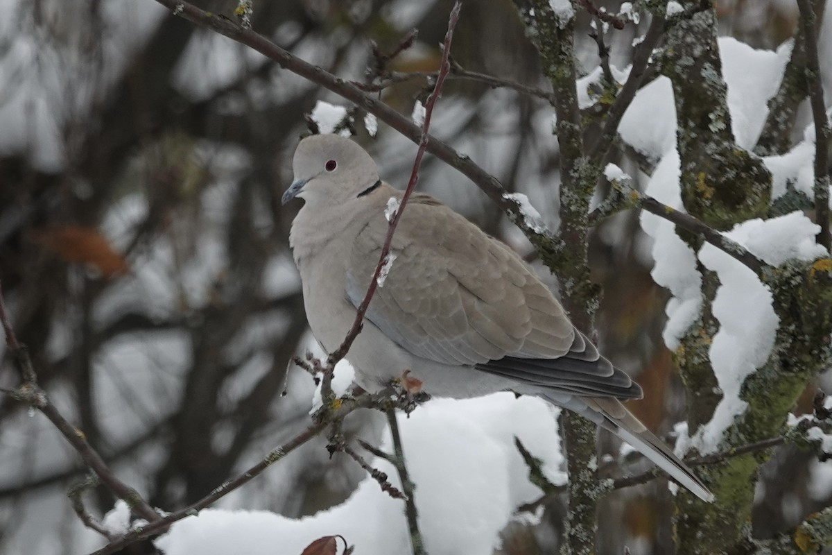 Eurasian Collared-Dove - ML611866444