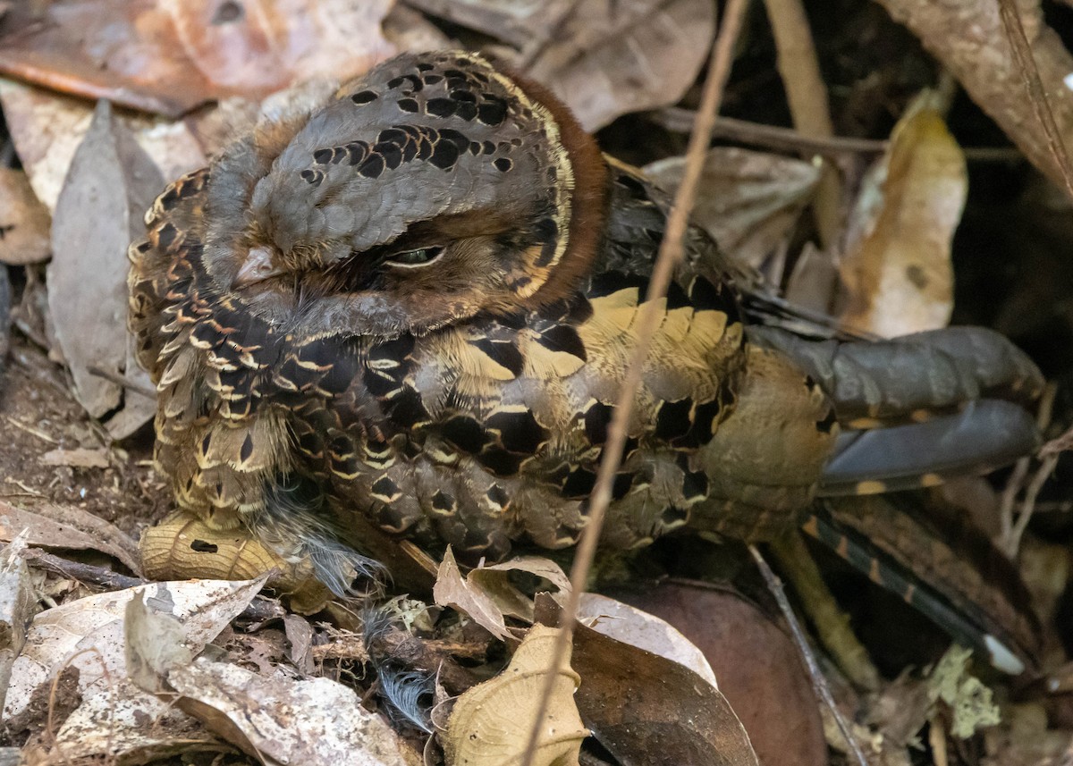 Collared Nightjar - ML611866521