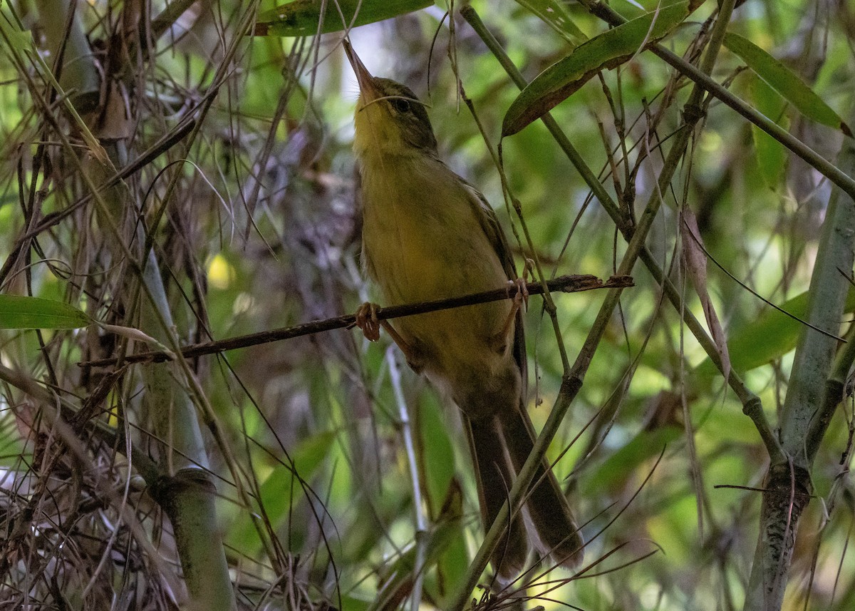 Long-billed Bernieria - Ian Burgess