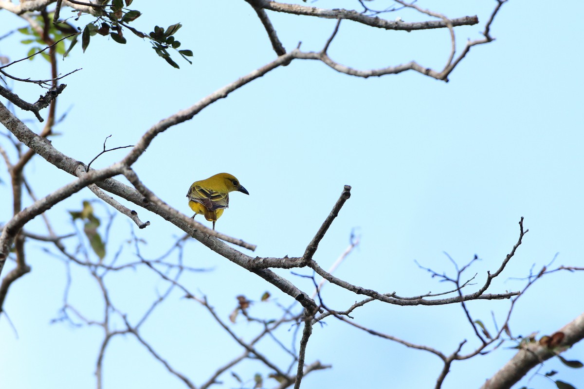 African Golden Oriole - ML611866621