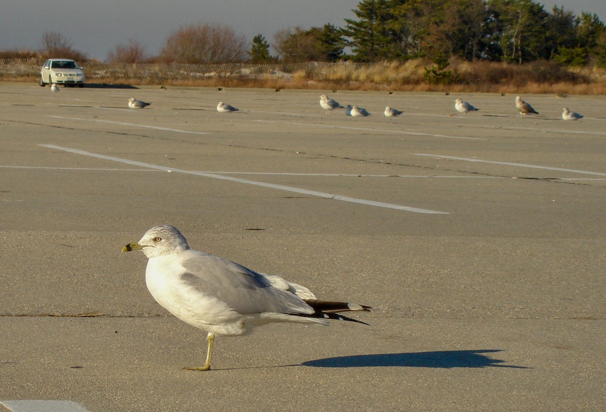 Ring-billed Gull - ML611866734