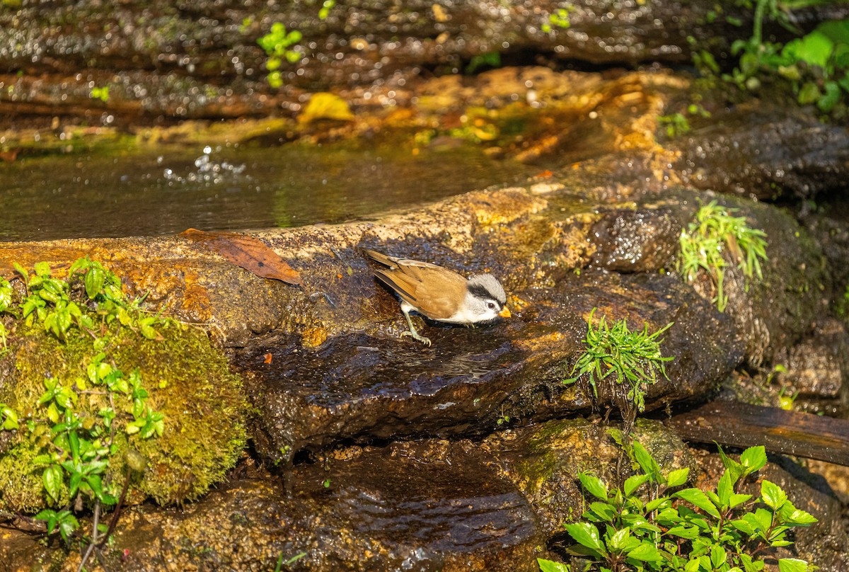 Gray-headed Parrotbill - ML611866865