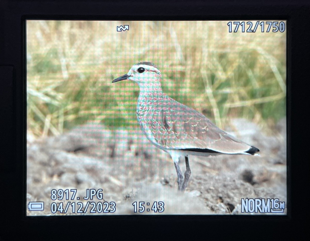 Sociable Lapwing - Latif Alvani