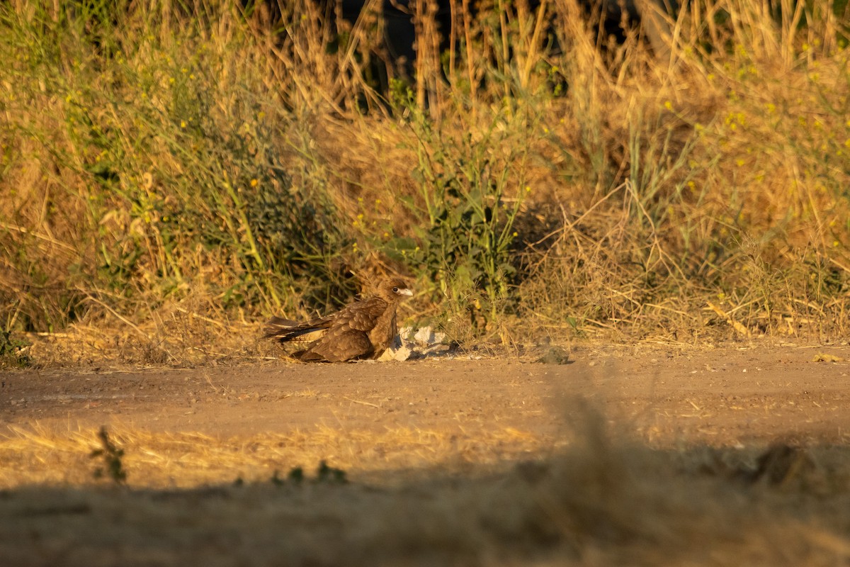 Chimango Caracara - Ariel Cabrera Foix