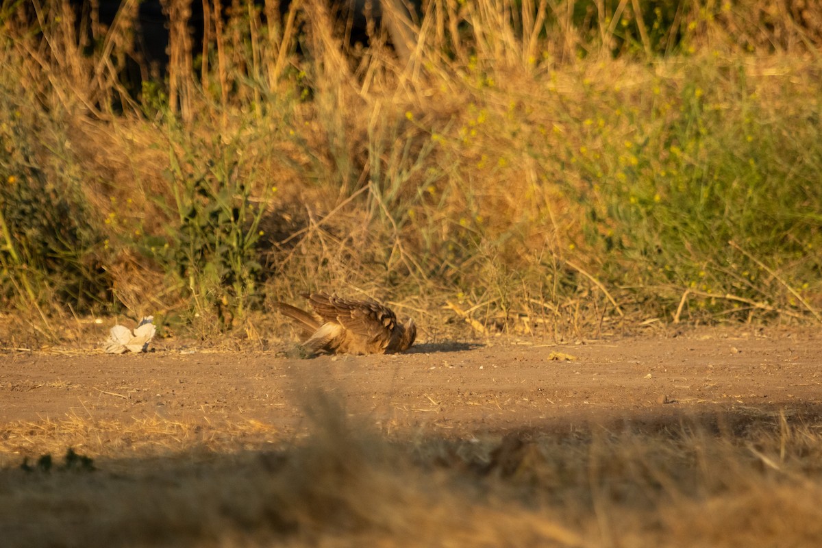 Chimango Caracara - Ariel Cabrera Foix