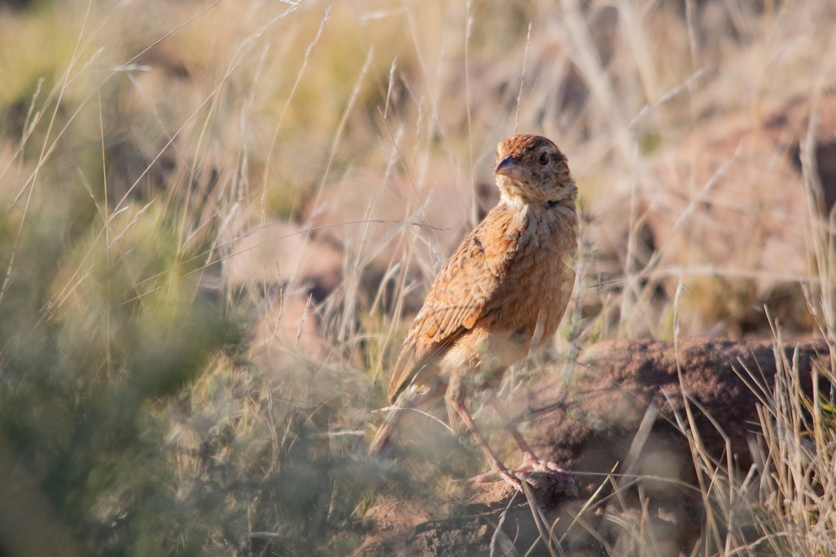 Eastern Clapper Lark - Retief Williams