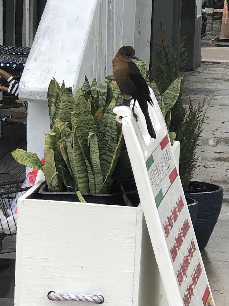 Boat-tailed Grackle - ML611867200