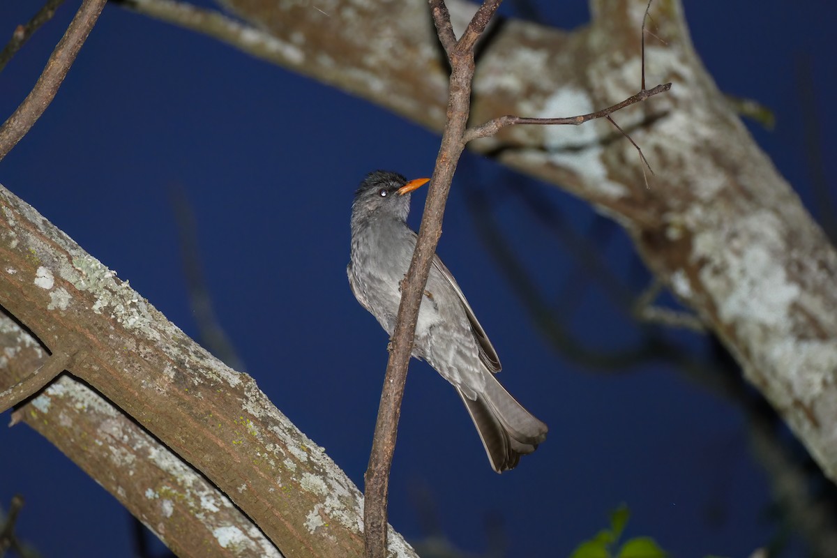 Malagasy Bulbul - ML611867297