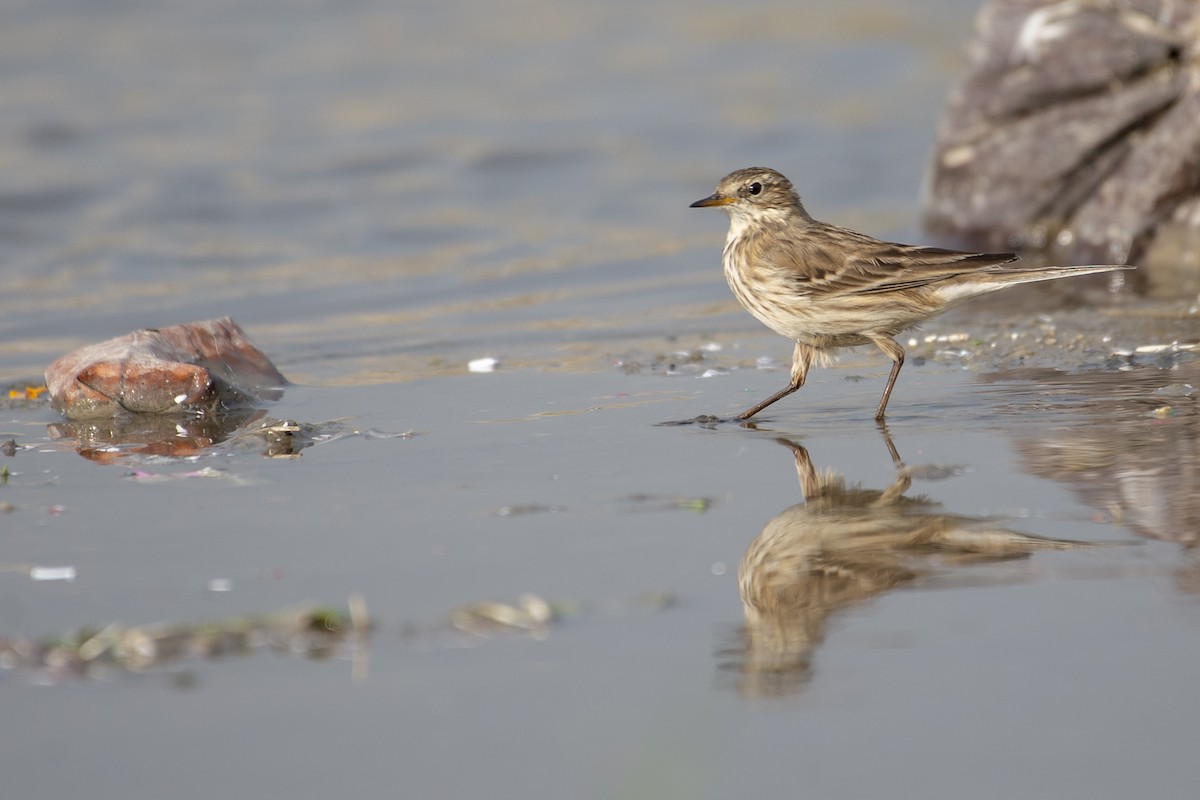 Water Pipit - ML611867307