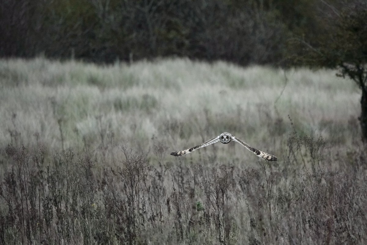 Short-eared Owl - ML611867323