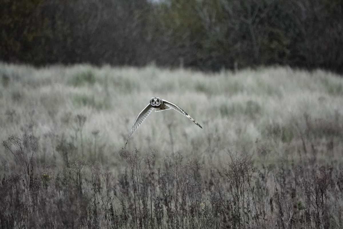 Short-eared Owl - ML611867324