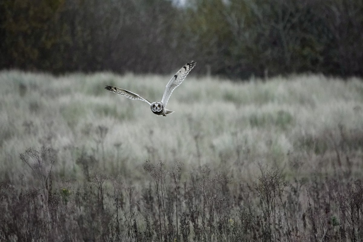 Short-eared Owl - ML611867325