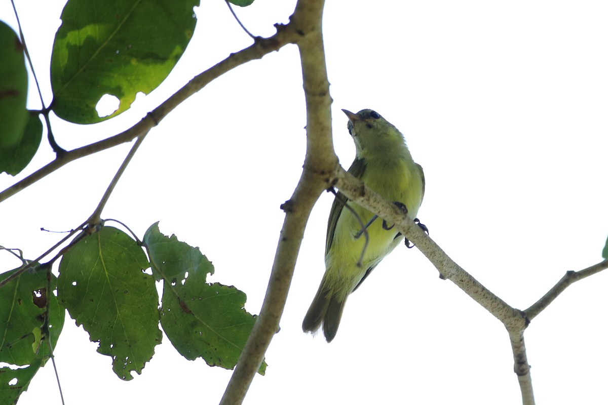 Plain-backed Sunbird - Ohad Sherer