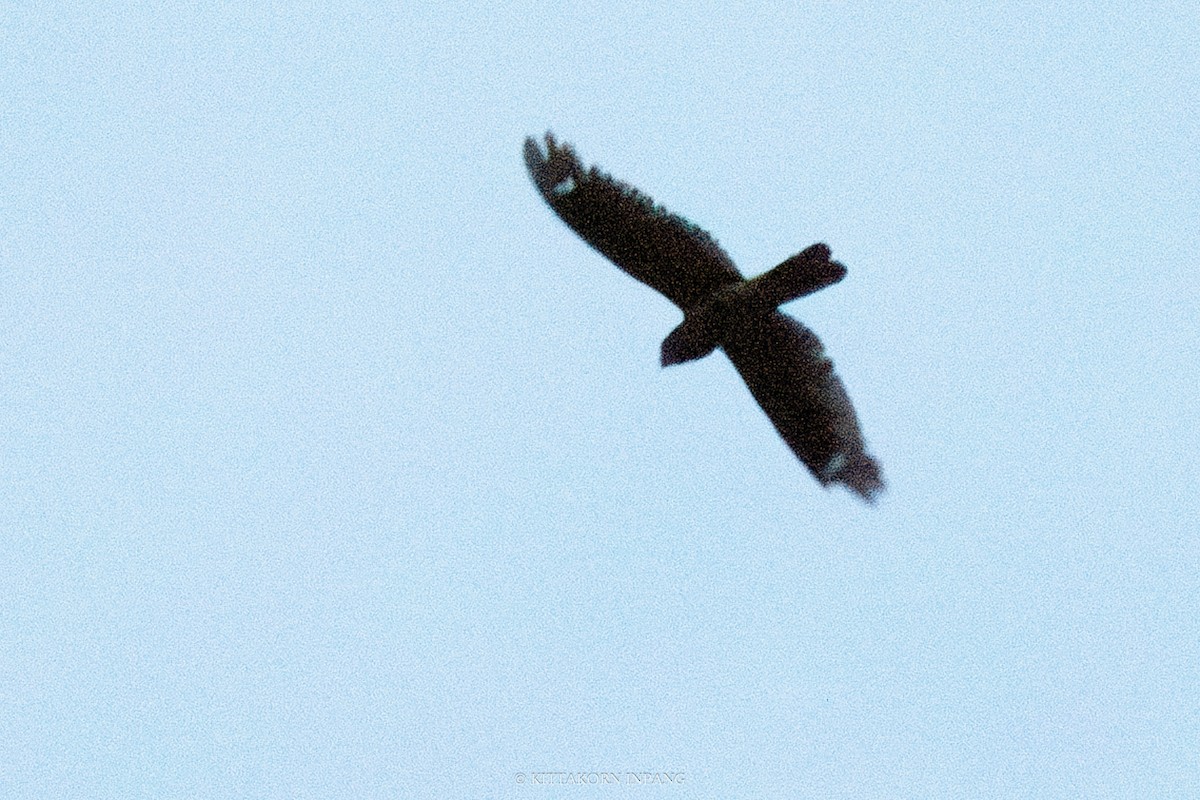 Large-tailed Nightjar - ML611867352