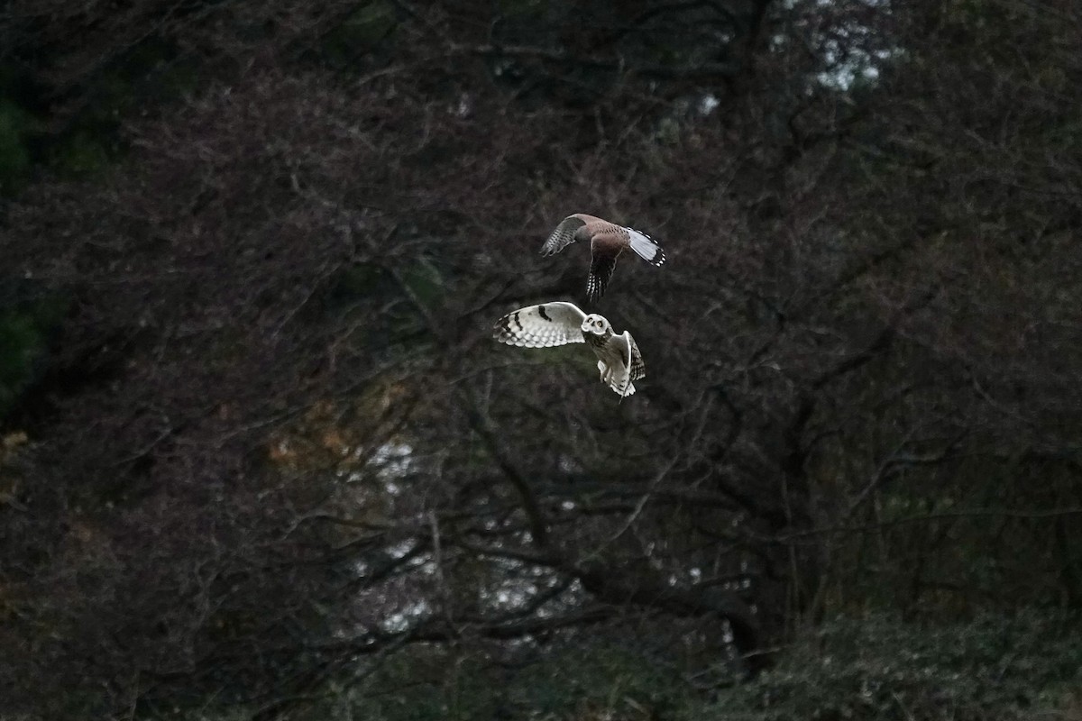 Short-eared Owl - ML611867375