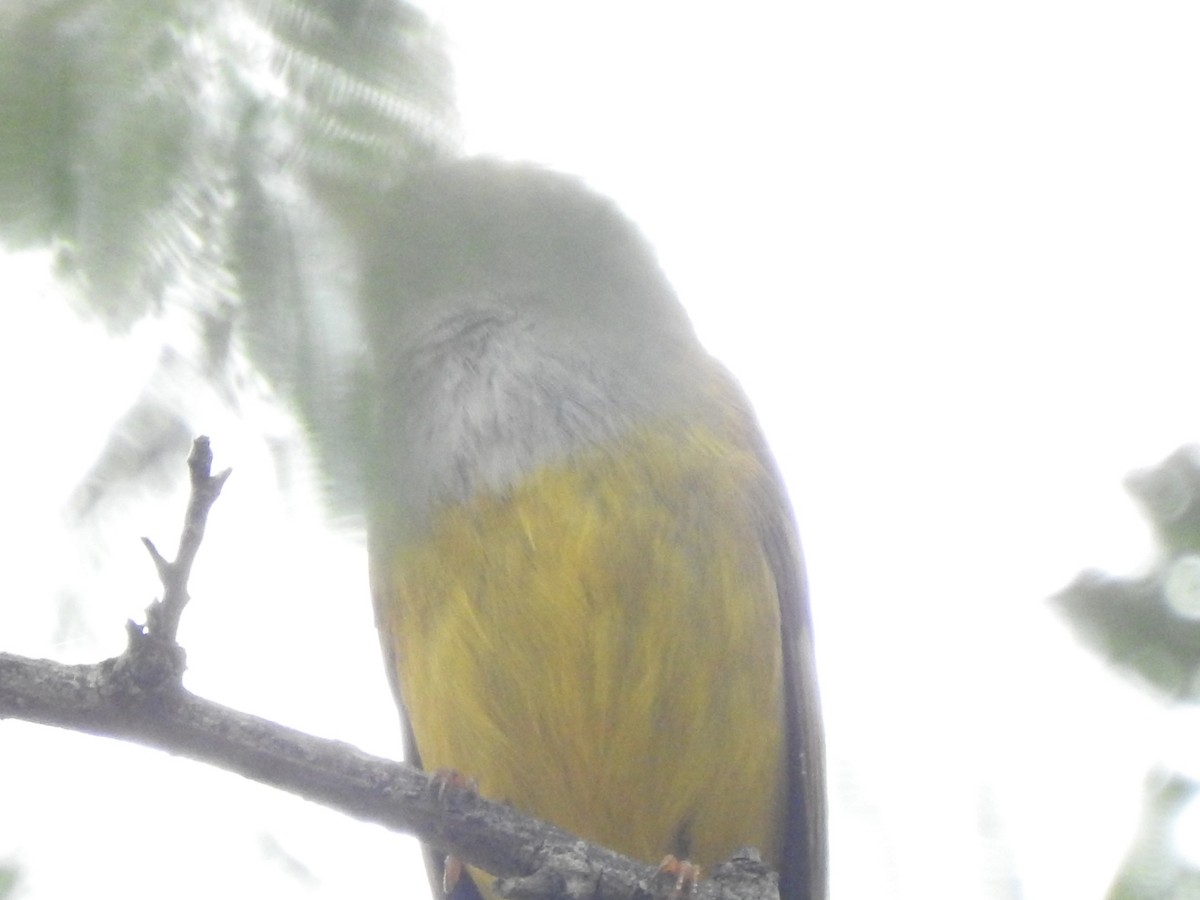 Gray-headed Canary-Flycatcher - ML611867410