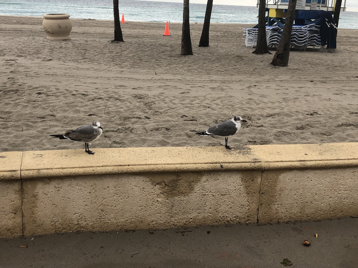 Laughing Gull - ML611867420