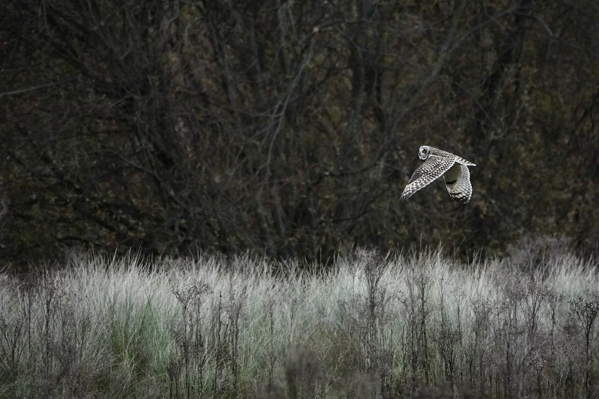 Short-eared Owl - ML611867438