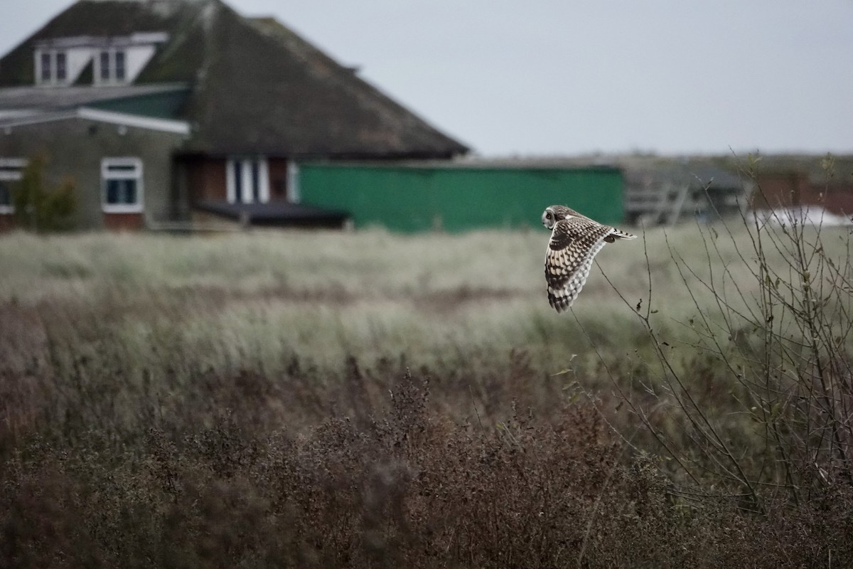 Short-eared Owl - ML611867452