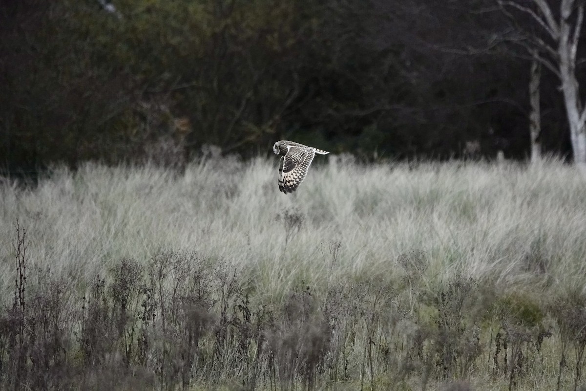 Short-eared Owl - ML611867470