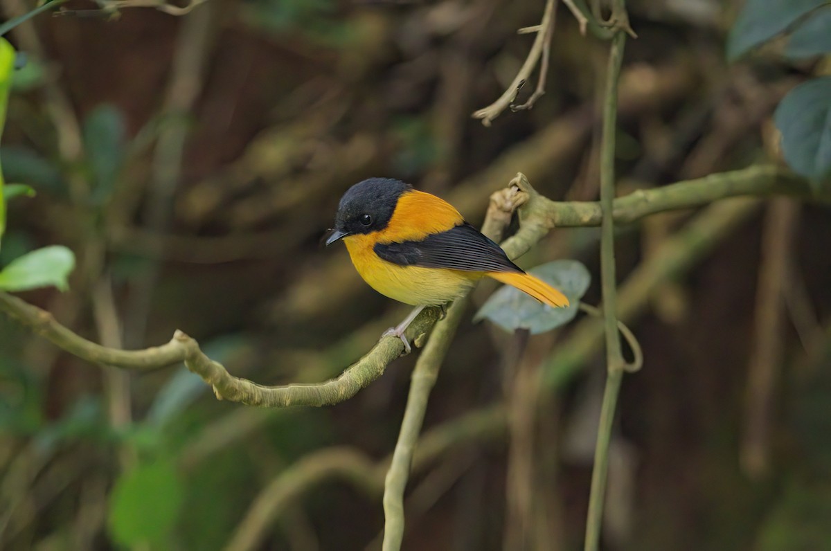 Black-and-orange Flycatcher - ML611867516