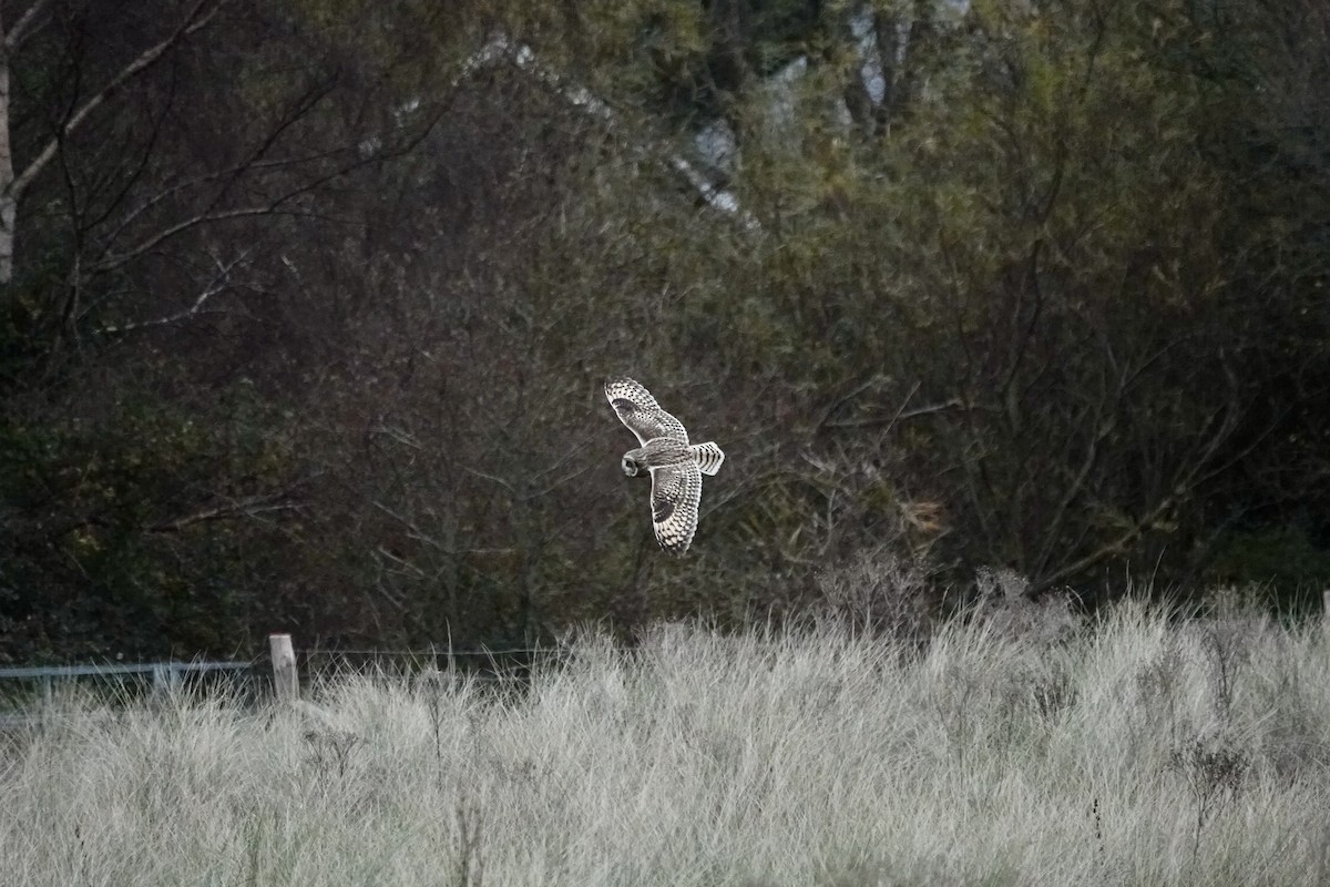 Short-eared Owl - ML611867534