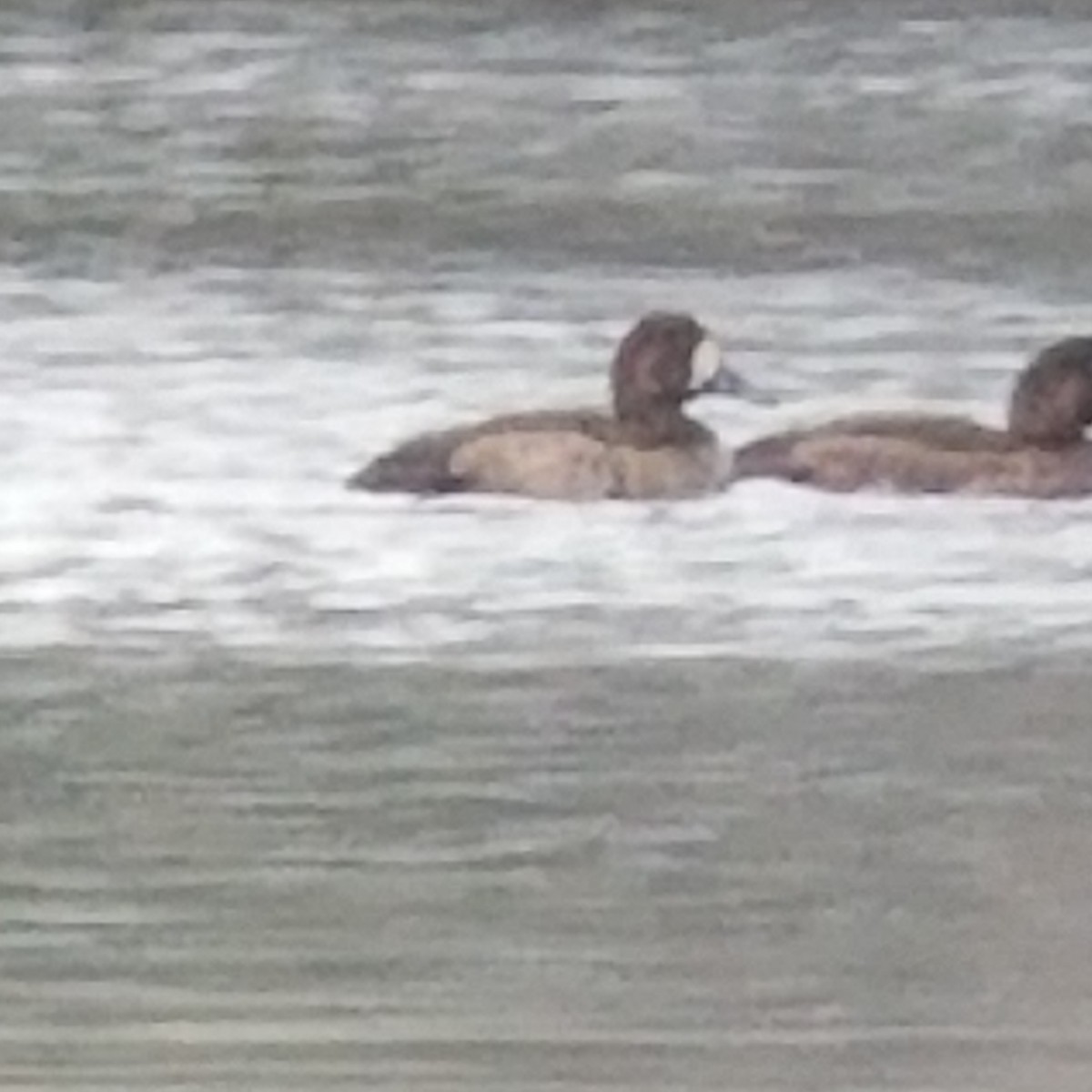 Greater Scaup - ML611867616