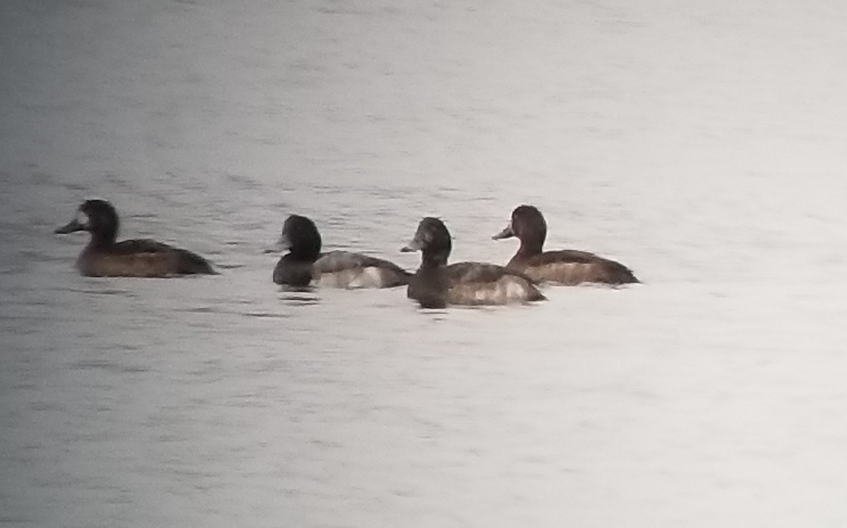 Greater Scaup - ML611867617