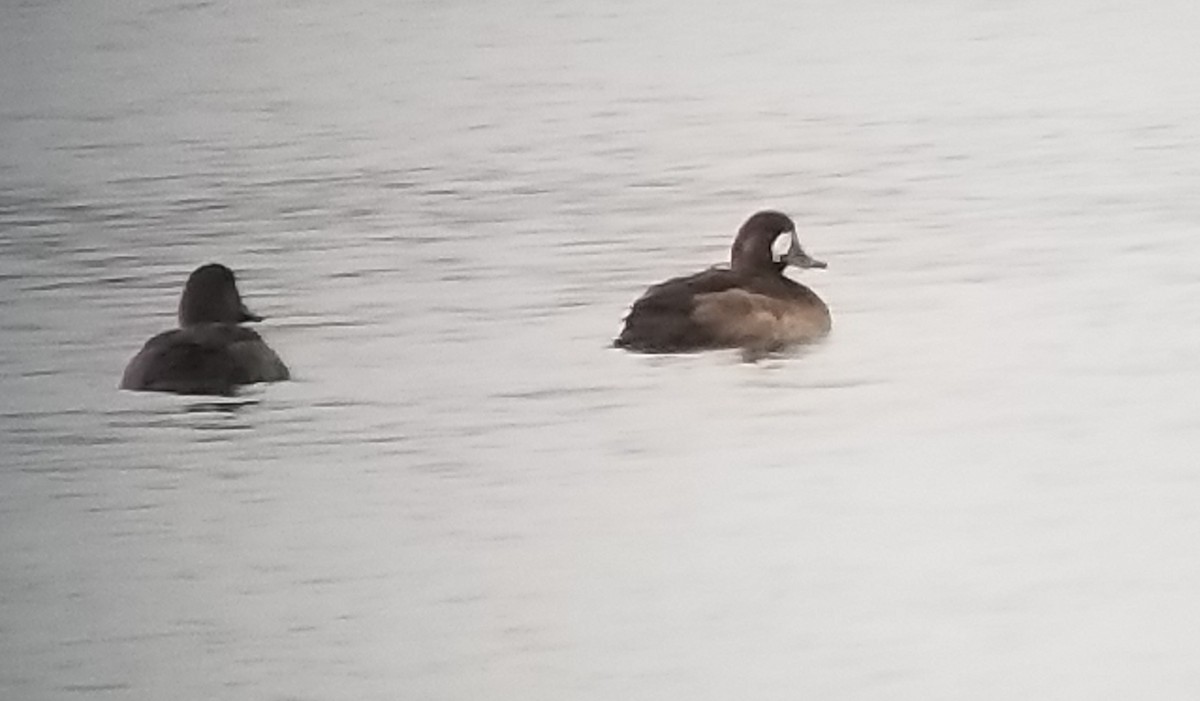 Greater Scaup - ML611867618